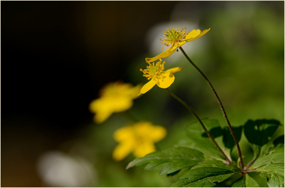 Buschwindröschen, gelb (Anemone ranunculoides)