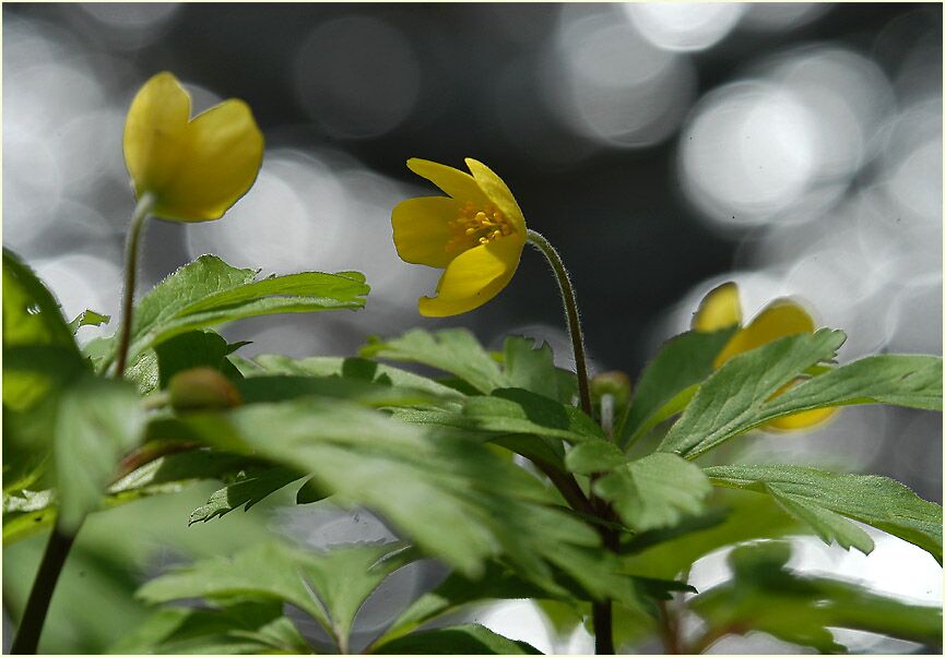 Buschwindröschen, gelb (Anemone ranunculoides)