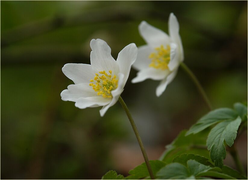 Buschwindröschen, weiss (Anemone nemorosa)