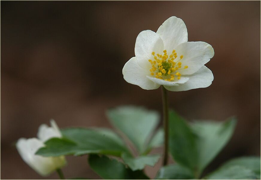 Buschwindröschen, weiss (Anemone nemorosa)