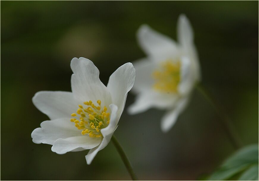 Buschwindröschen, weiss (Anemone nemorosa)