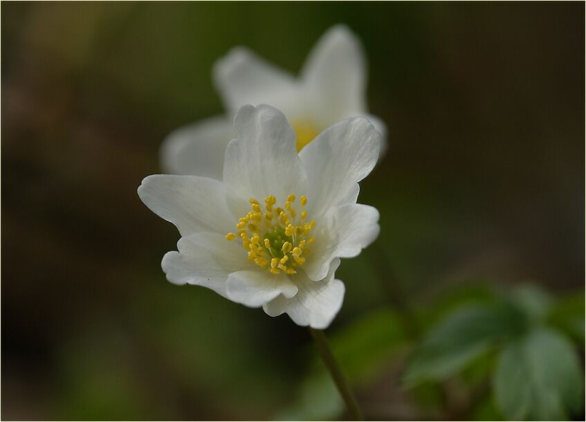 Buschwindröschen, weiss (Anemone nemorosa)