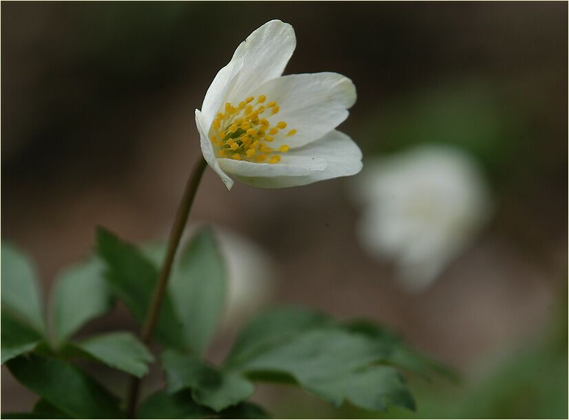 Buschwindröschen, weiss (Anemone nemorosa)