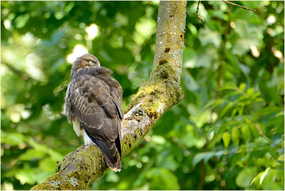 Junger Mäusebussard