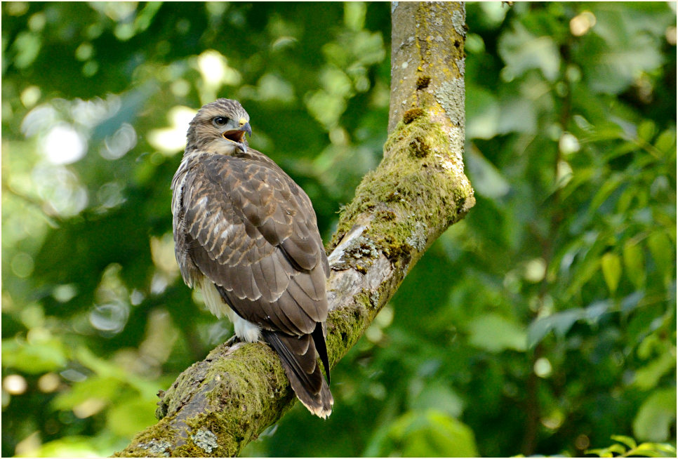 Junger Mäusebussard