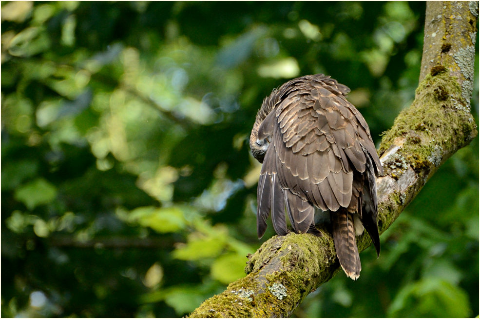 Junger Mäusebussard