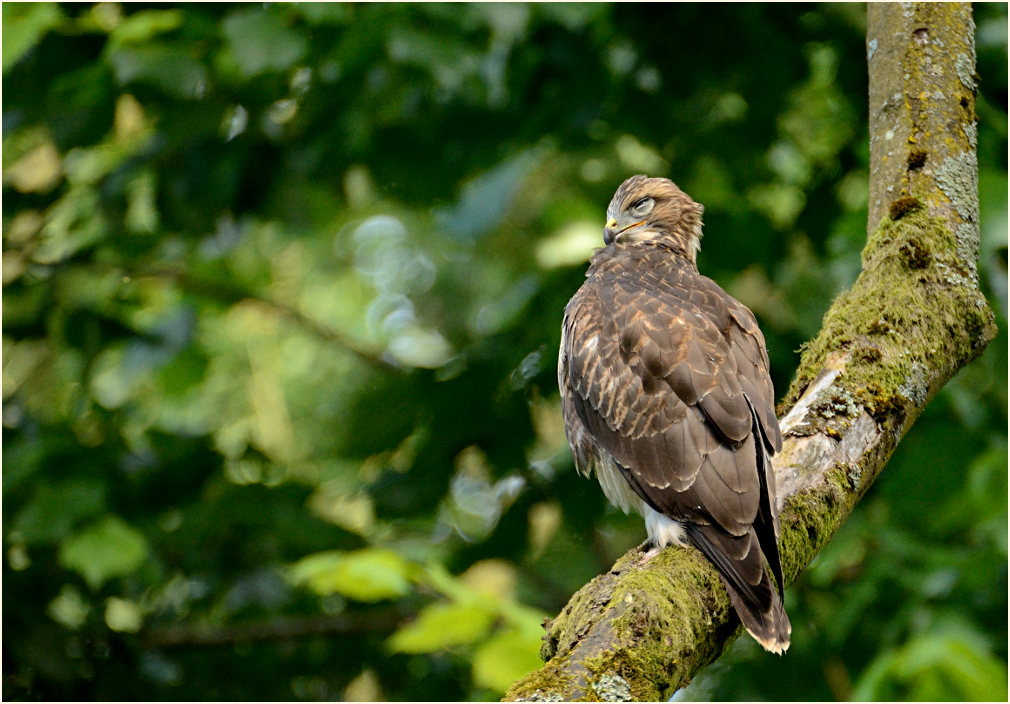 Junger Mäusebussard
