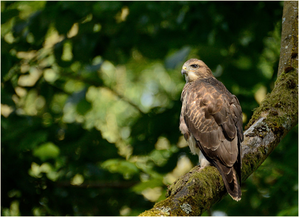 Junger Mäusebussard