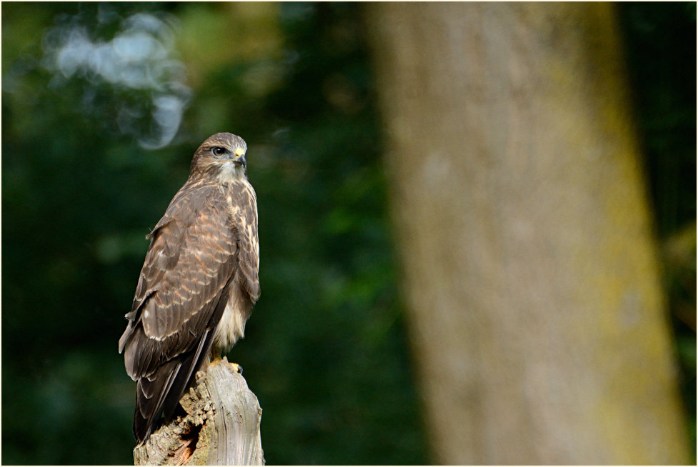 Junger Mäusebussard