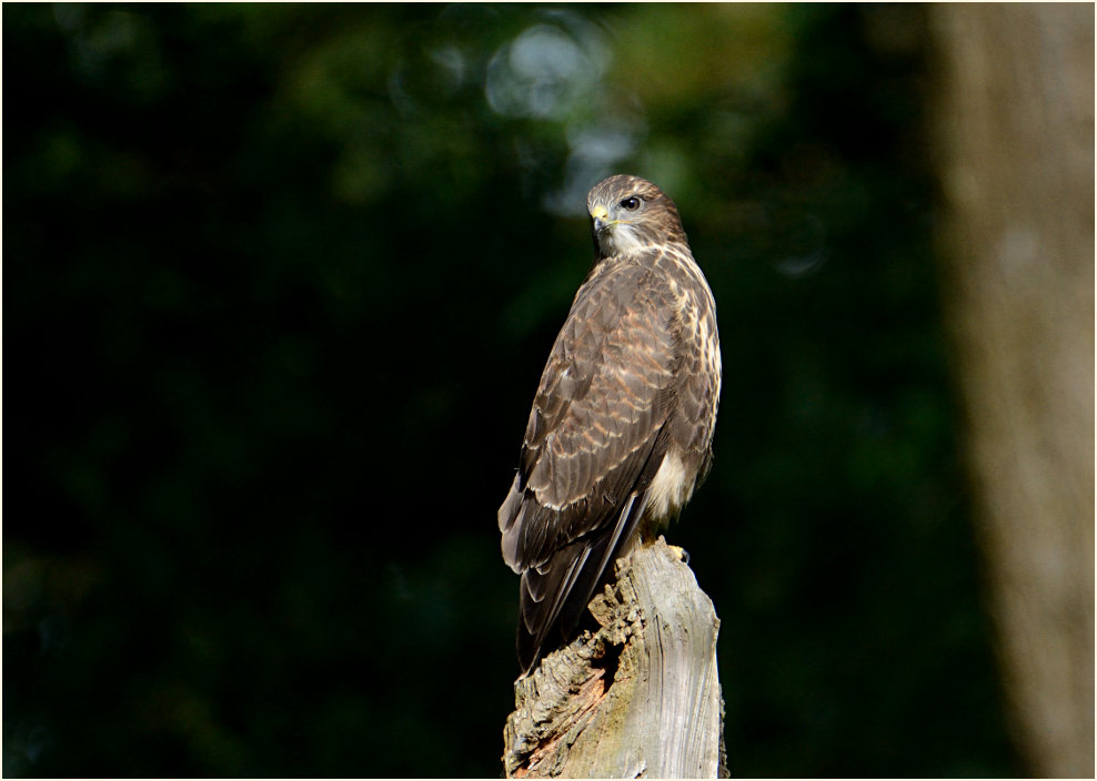 Junger Mäusebussard