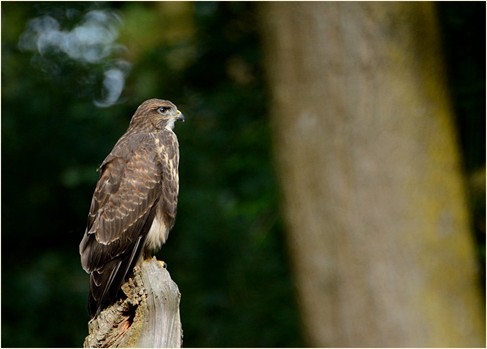 Junger Mäusebussard
