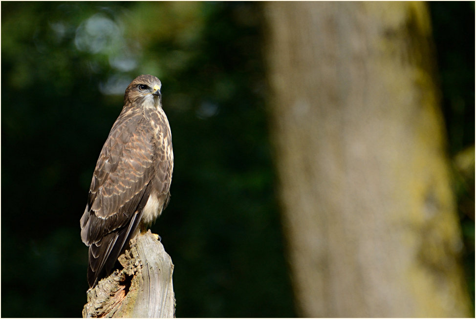 Junger Mäusebussard