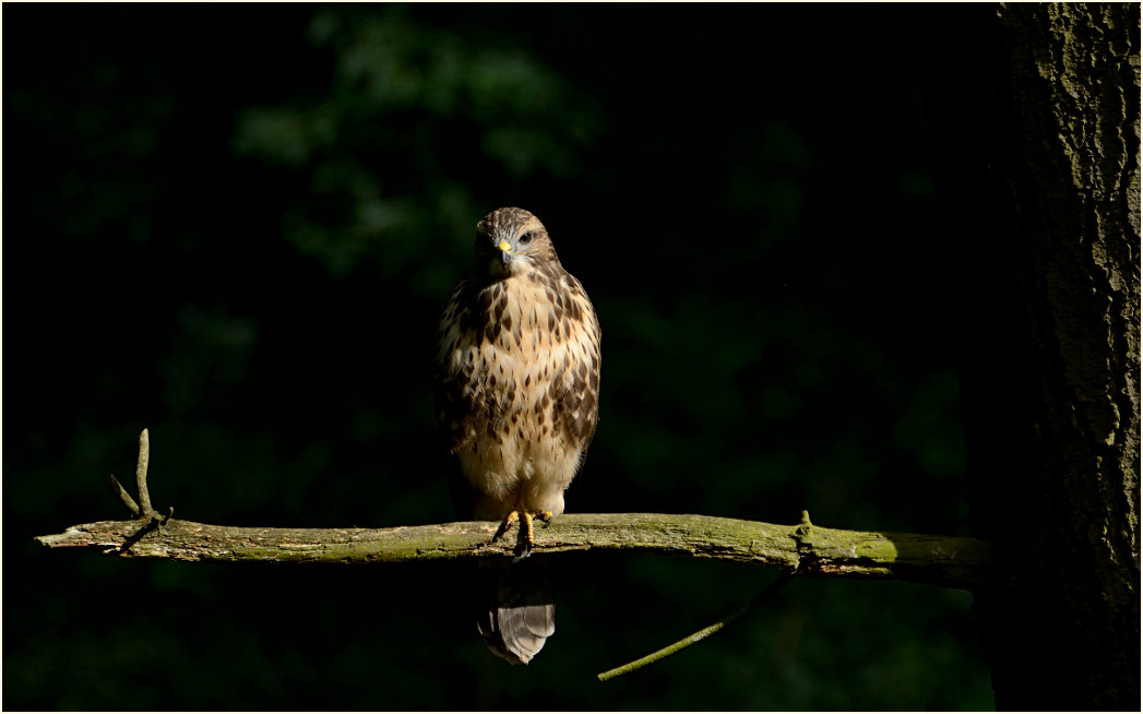 Junger Mäusebussard