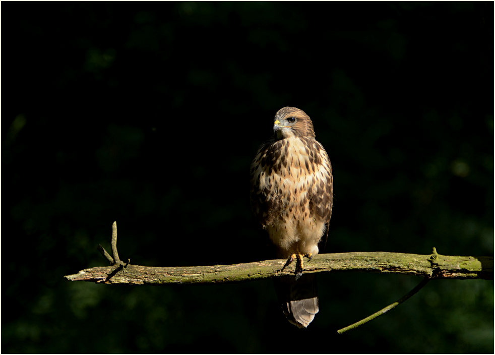 Junger Mäusebussard