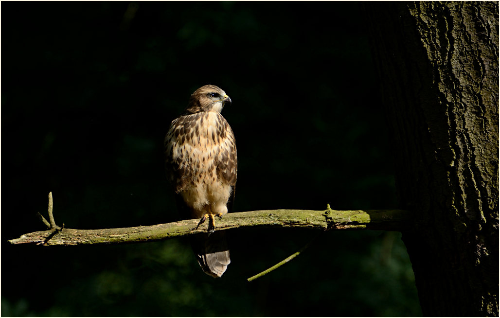 Junger Mäusebussard