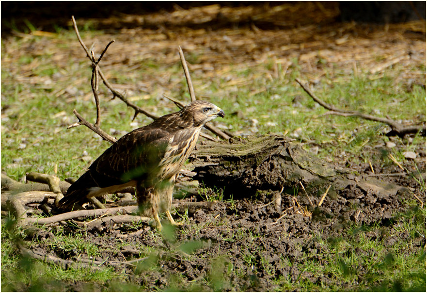 Junger Mäusebussard