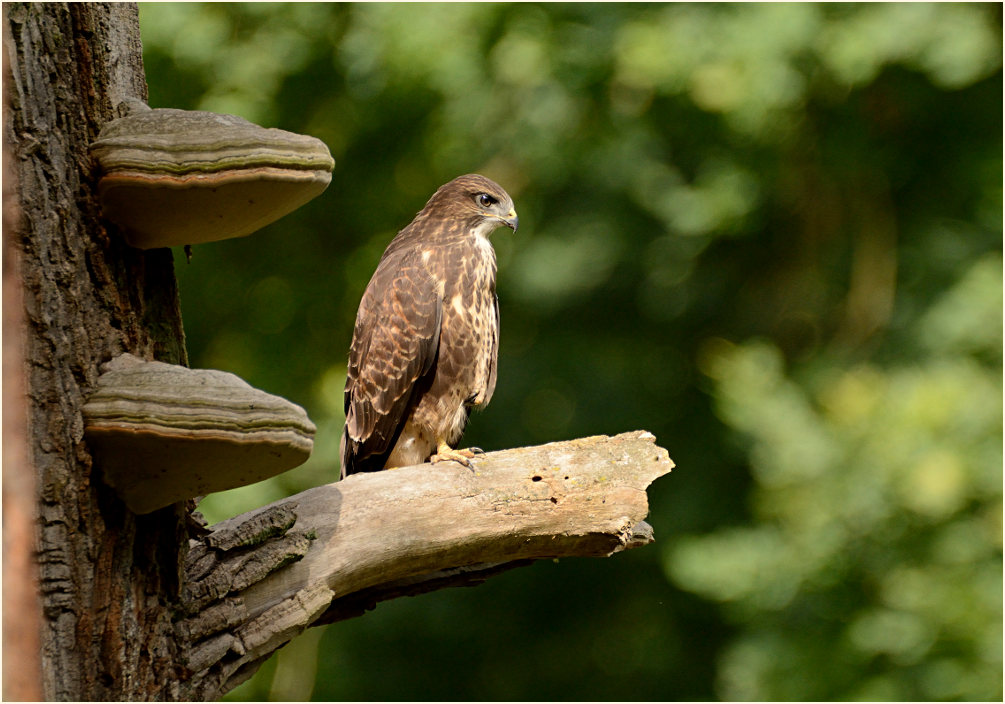 Junger Mäusebussard