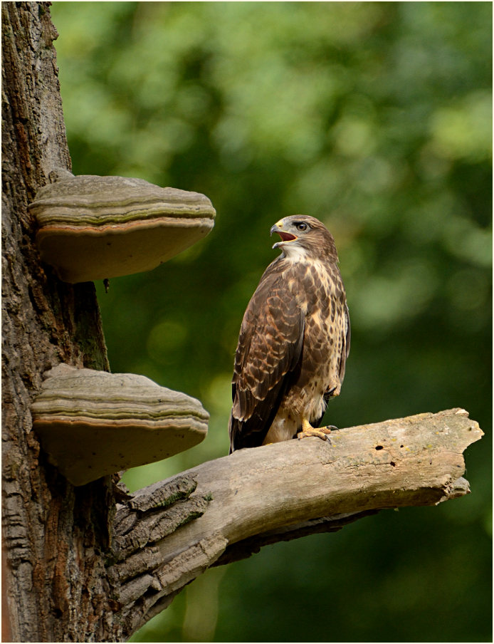 Junger Mäusebussard