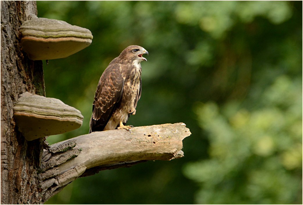 Junger Mäusebussard