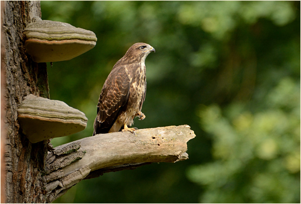 Junger Mäusebussard