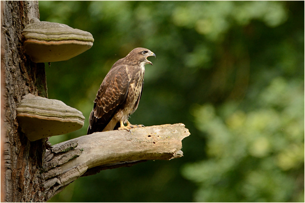 Junger Mäusebussard