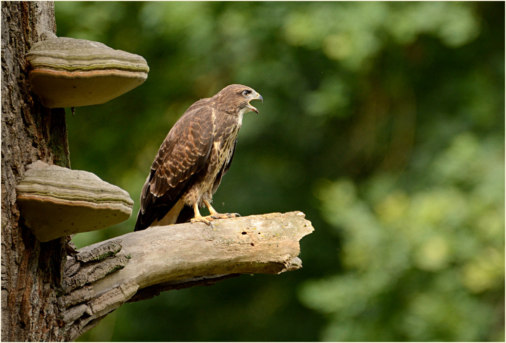 Junger Mäusebussard