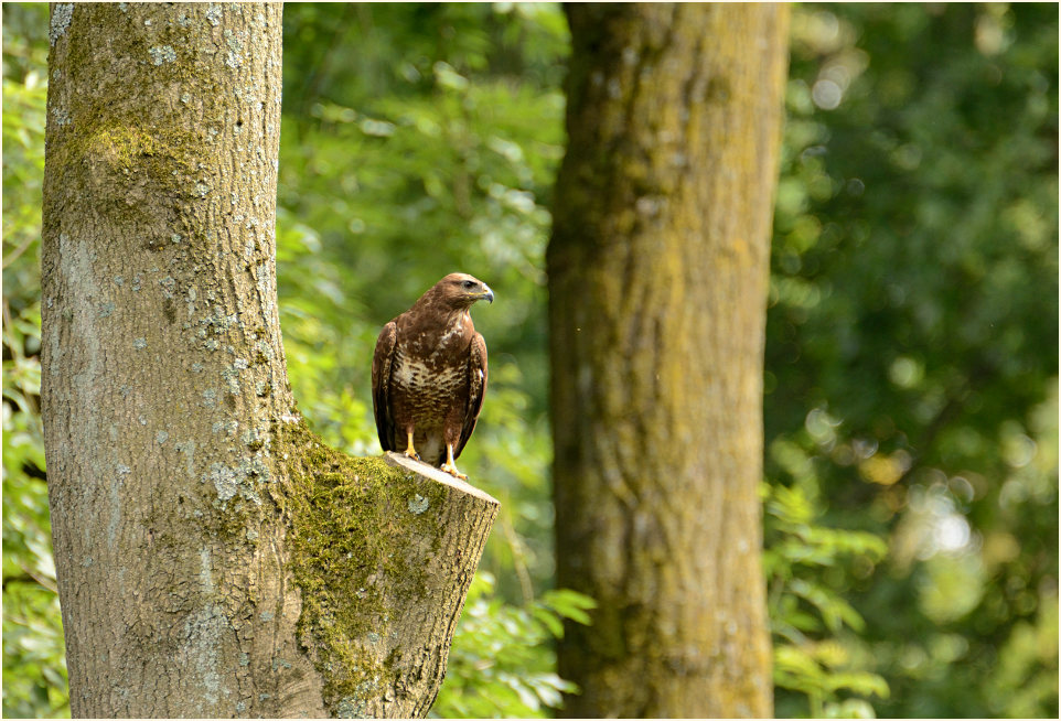 Junger Mäusebussard