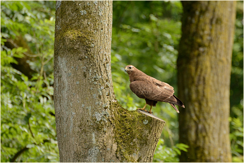 Junger Mäusebussard