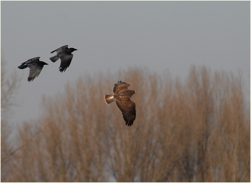 Rabenkrähen verjagen Mäusebussard