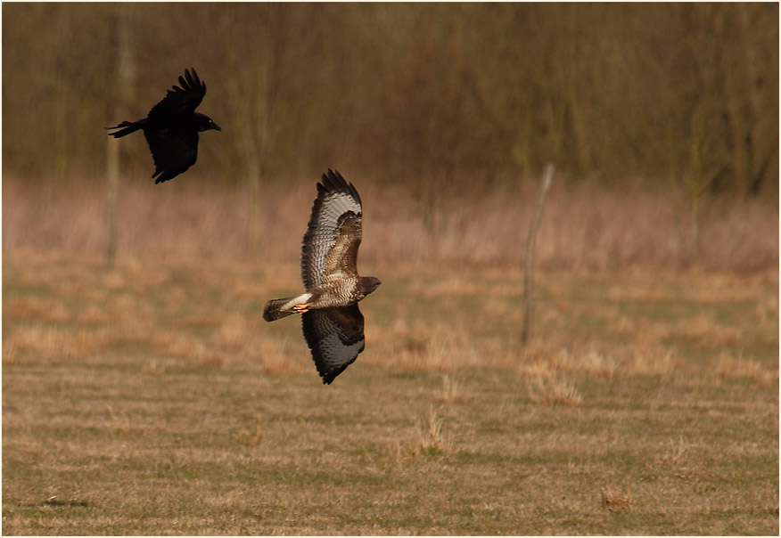 Rabenkrähen verjagen Mäusebussard