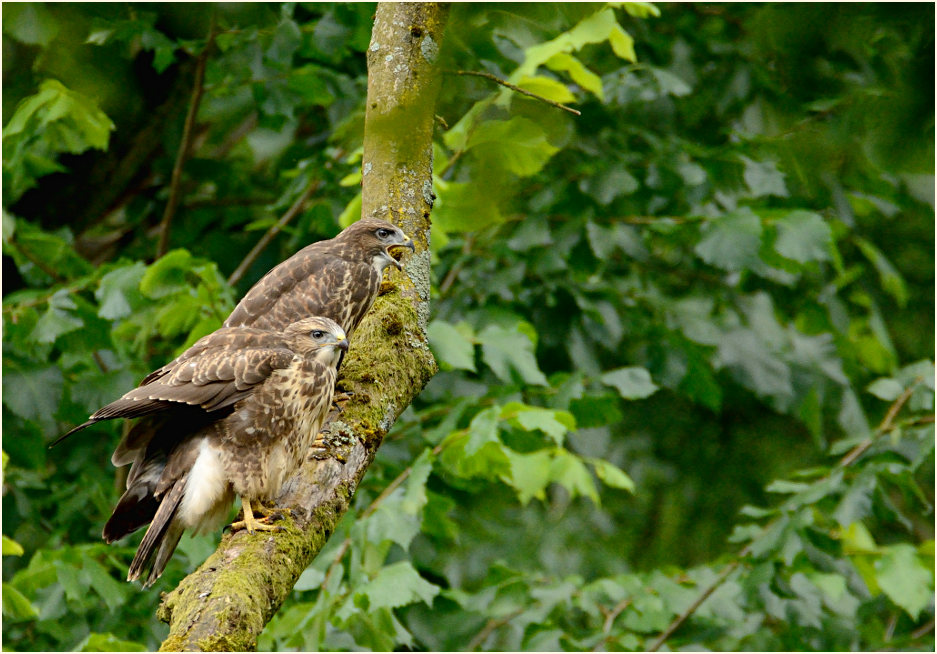 Junge Mäusebussarde