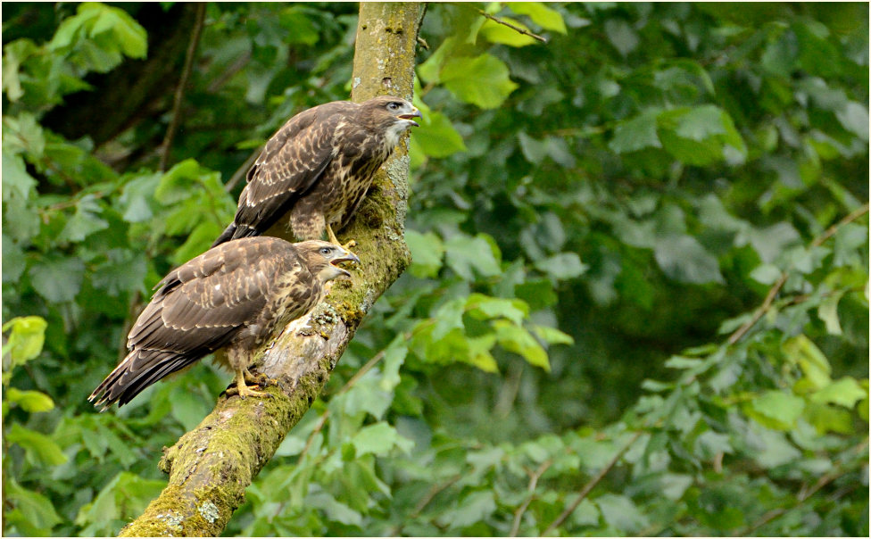 Junge Mäusebussarde