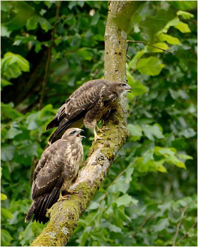 Junge Mäusebussarde
