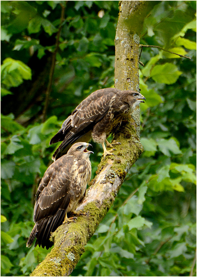 Junge Mäusebussarde