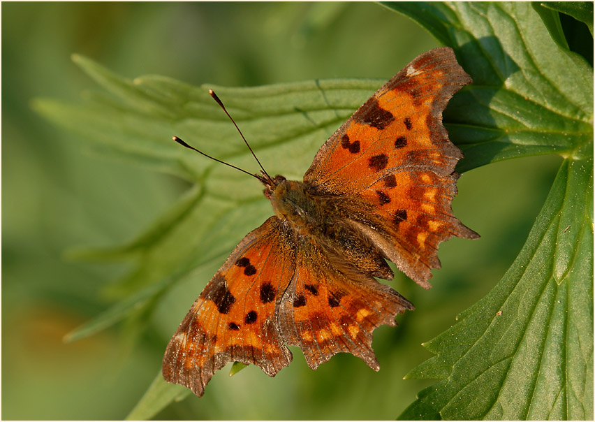 C-Falter (Polygonia c-album)