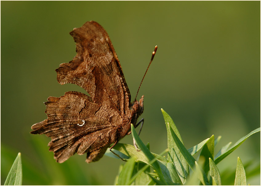 C-Falter (Polygonia c-album)