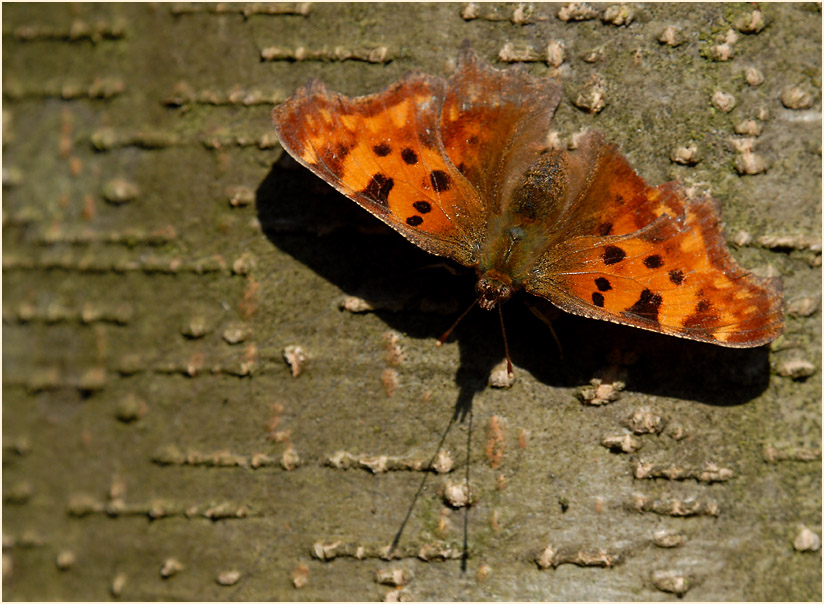 C-Falter (Polygonia c-album)