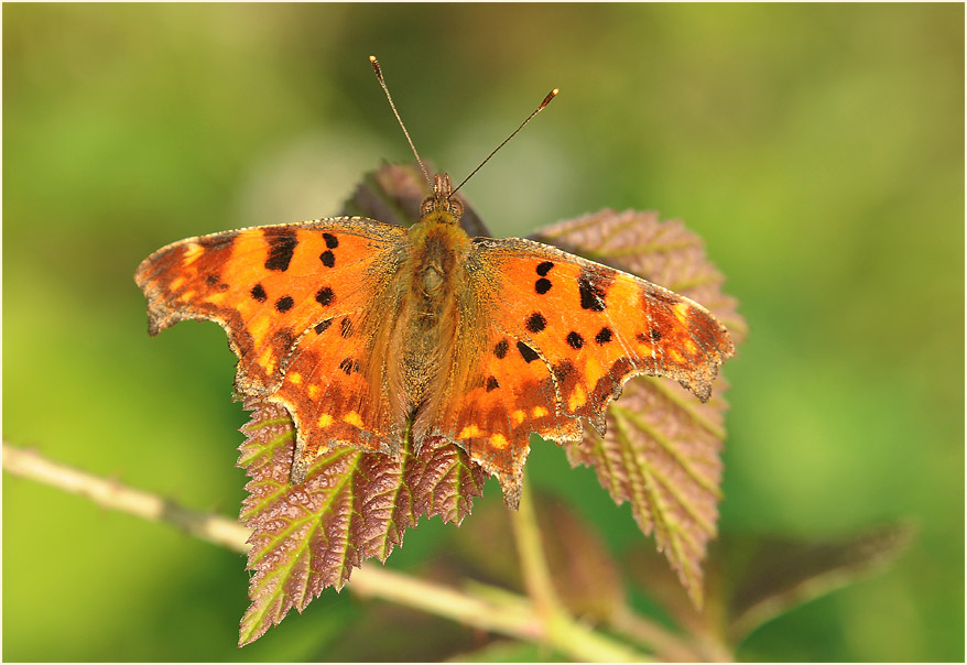 C-Falter (Polygonia c-album)