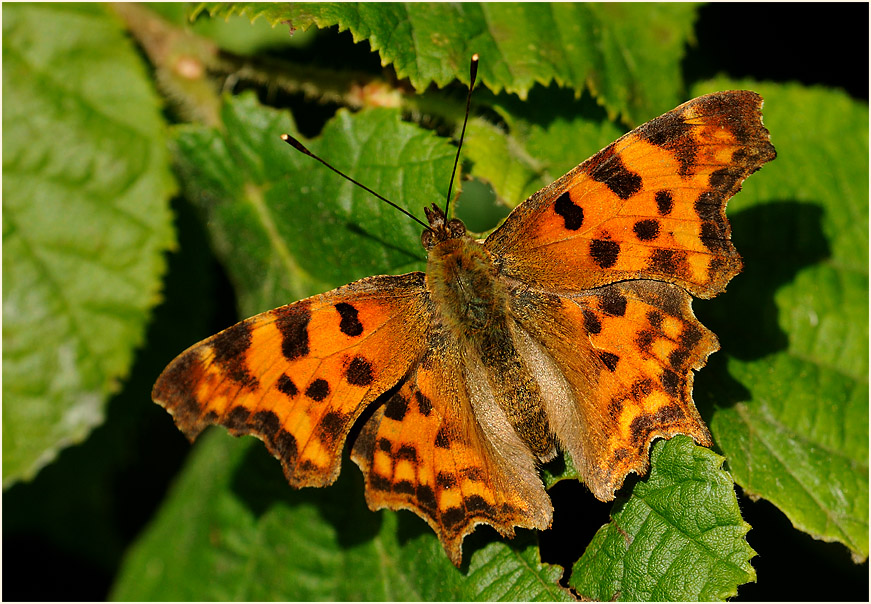 C-Falter (Polygonia c-album)
