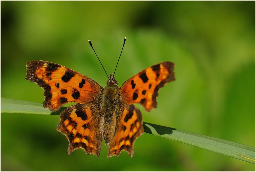 C-Falter (Polygonia c-album)