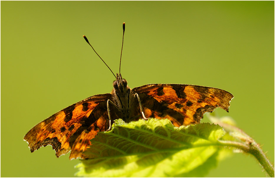 C-Falter (Polygonia c-album)