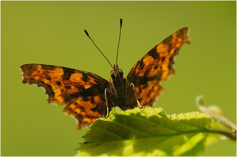 C-Falter (Polygonia c-album)