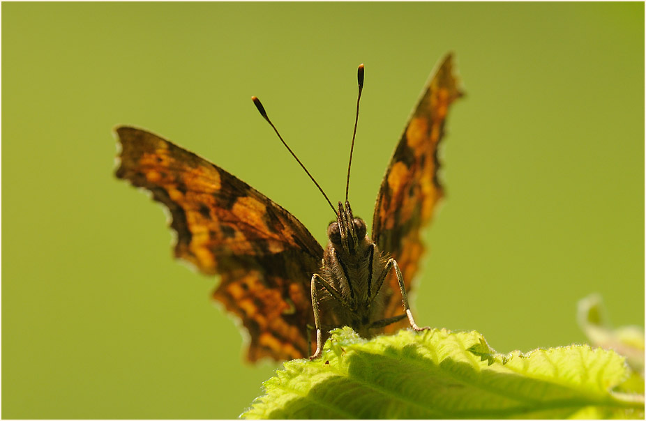 C-Falter (Polygonia c-album)