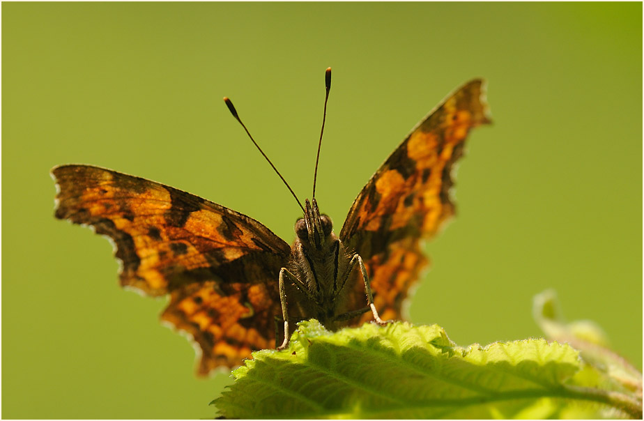 C-Falter (Polygonia c-album)