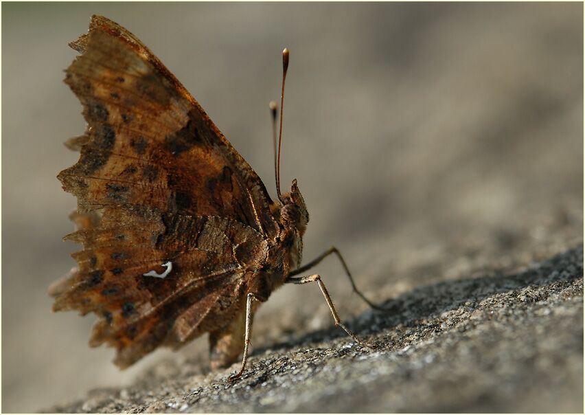 C-Falter (Polygonia c-album)