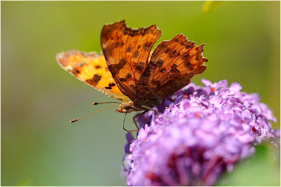 C-Falter (Polygonia c-album)