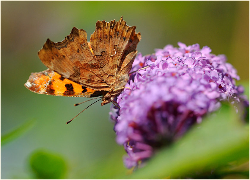 C-Falter (Polygonia c-album)