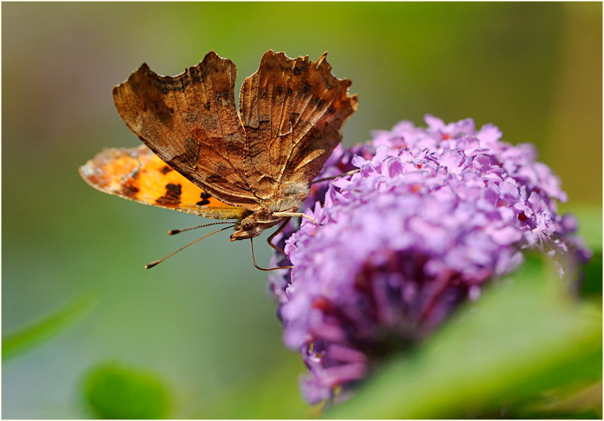 C-Falter (Polygonia c-album)