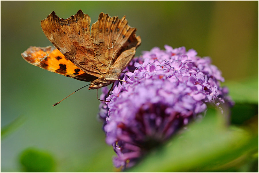 C-Falter (Polygonia c-album)