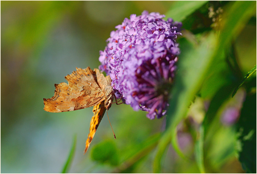 C-Falter (Polygonia c-album)